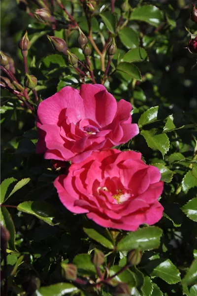 Rosa 'Heidetraum' 