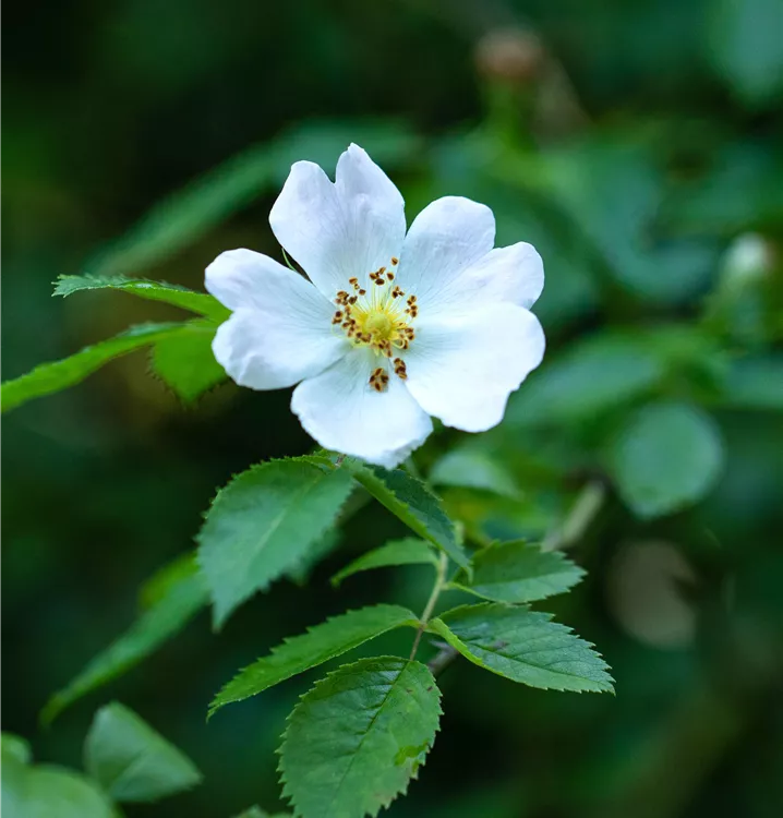 Rosa multiflora GartenBaumschule Wöhrle