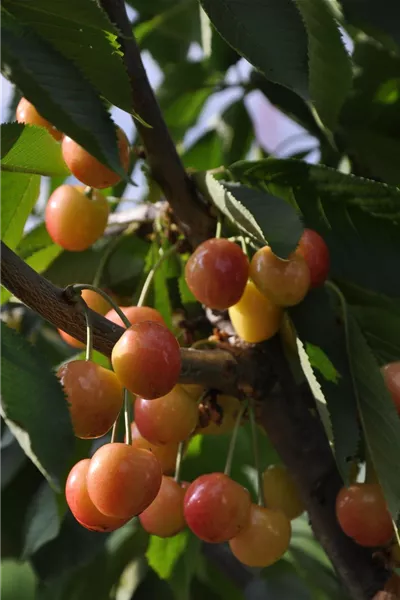 Prunus av.'Gr.Prinzessinkirsche' 