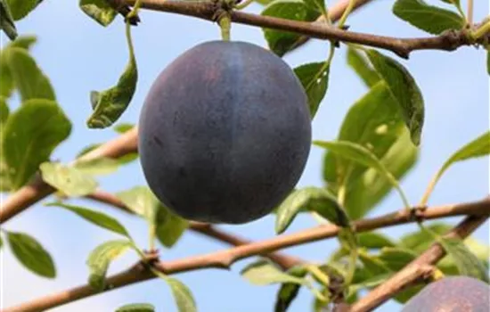 Prunus dom.'Wangenhm. Frühzwetsche', Zwetschge 'Wangenheims Frühzwetschge'  - GartenBaumschule Wöhrle
