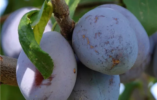Prunus dom.'Haganta' 
