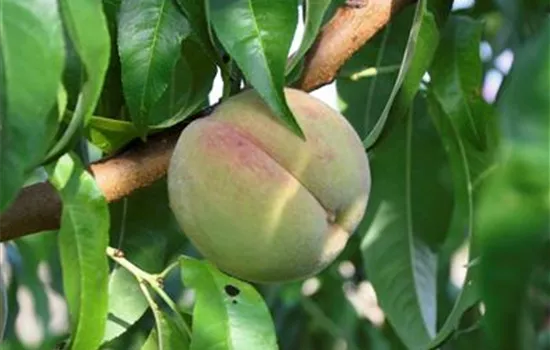 Prunus persica 'Kernecht.v.Vorgeb.'