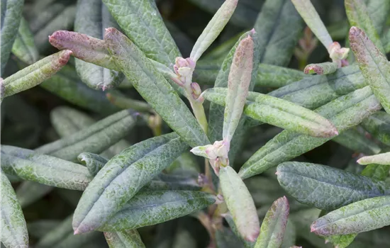 Andromeda polifolia 'Blue Lagoon'