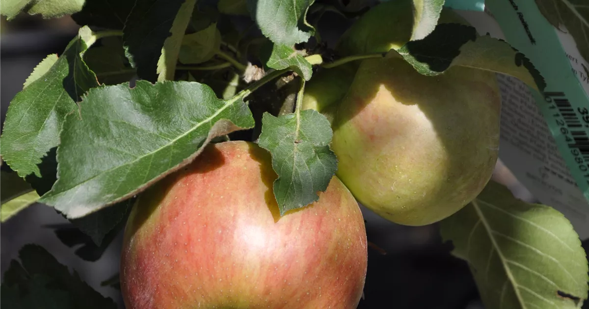 Malus \'Rhapsodie\' , Säulenapfel \'Rhapsodie\'® - GartenBaumschule Wöhrle