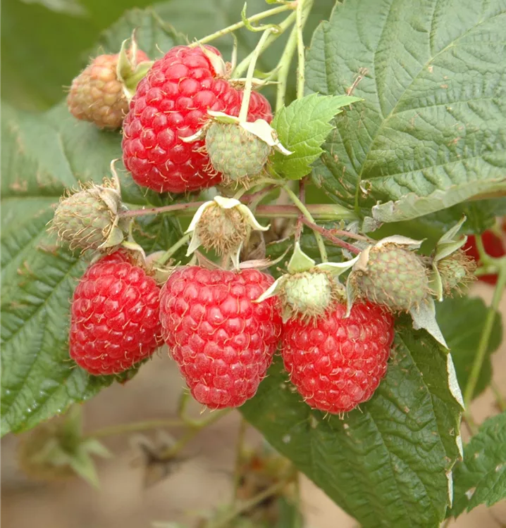 Rubus idaeus 'AromaQueen'(s), Himbeere 'AromaQueen'(s