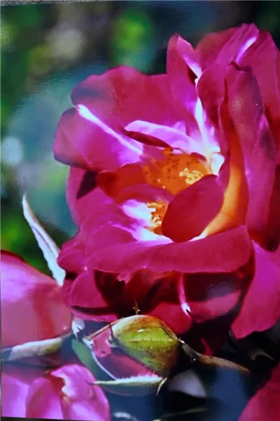Rosa 'Ile de Fleurs'