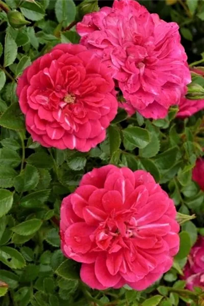 Rosa 'Knirps'