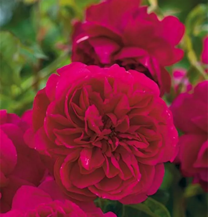 Rosa 'Thomas A. Becket'®, Englische Rose 'Thomas A. Becket ...