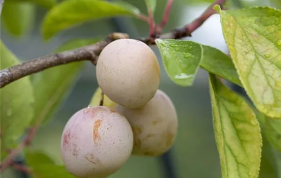 Prunus syr.'Von Nancy' 
