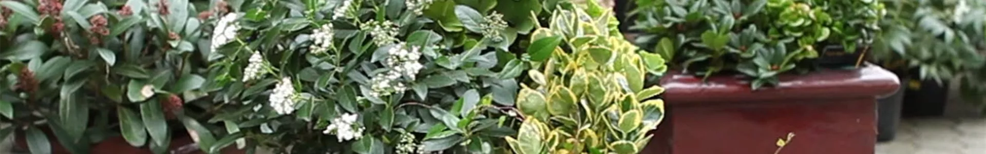 Blumenkübel - Dauerhafte Bepflanzung (Anleitung - 8).jpg