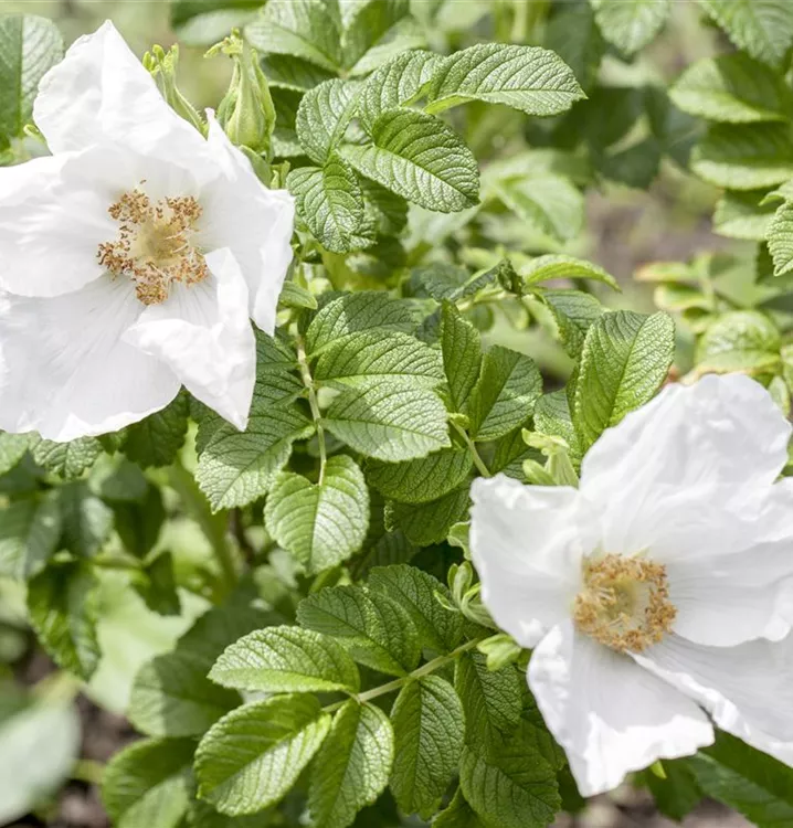 Rosa rugosa alba