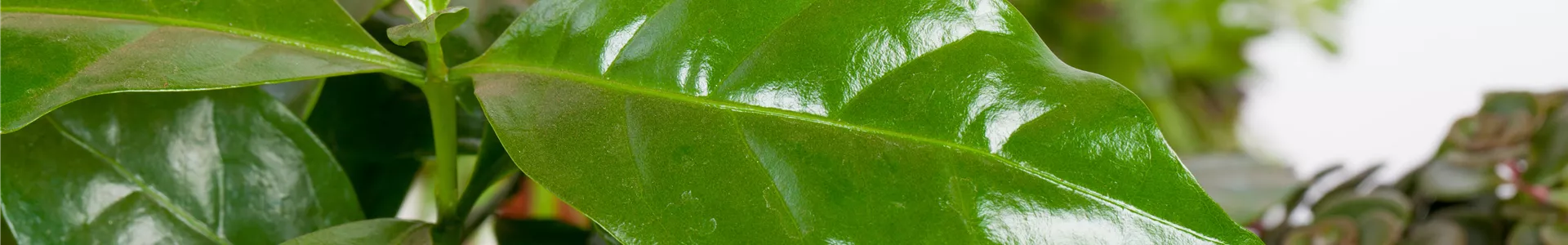 GS523923.jpg