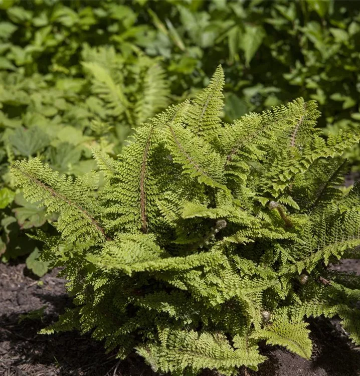 Polystichum setiferum
