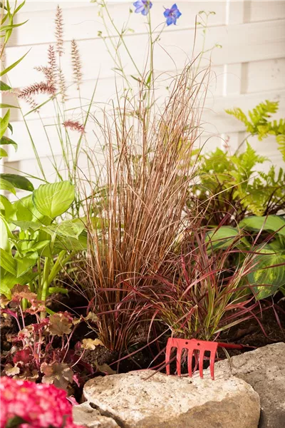 Carex buchananii