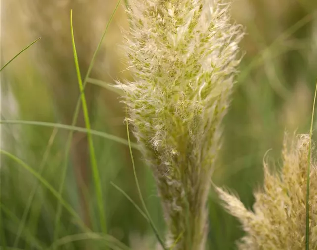 Cortaderia selloana 'Pumila'