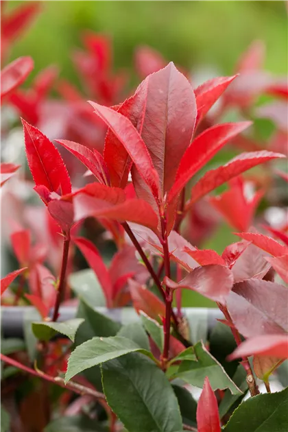 Photinia fraseri 'Red Robin' - GartenBaumschule Whrle