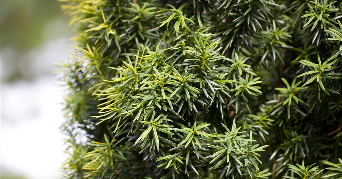 thuja shop Arborvitae main image 1