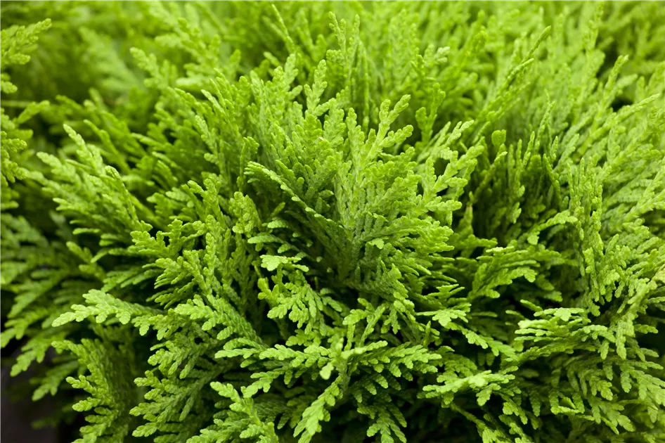 Thuja - GartenBaumschule Whrle