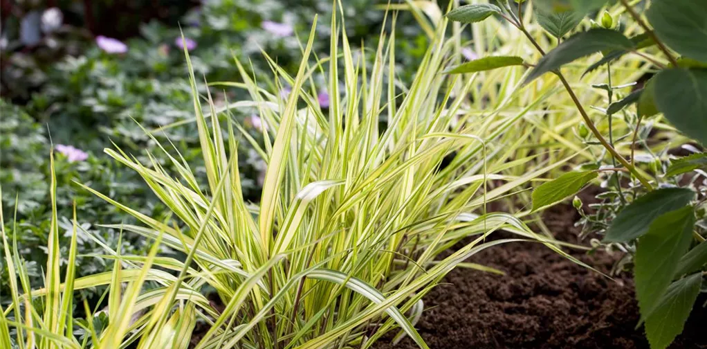 Hakonechloa macra 'Aureola'