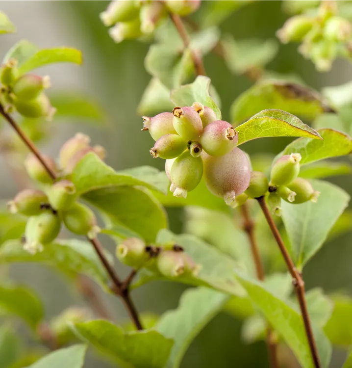 Symphoricarpos chenaultii 'Hancock'