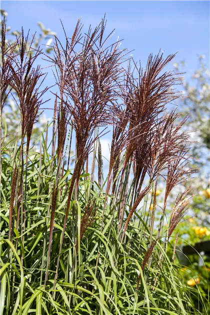 Miscanthus sinensis 'Ghana' - GartenBaumschule Whrle