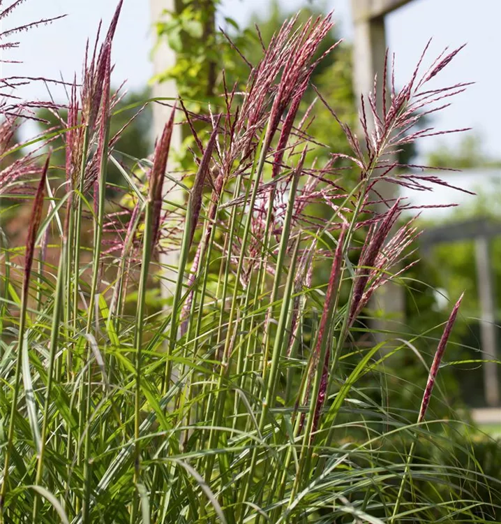 Miscanthus sinensis 'Rotsilber'