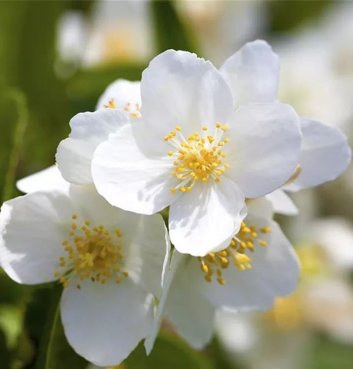 Philadelphus 'Starbright'