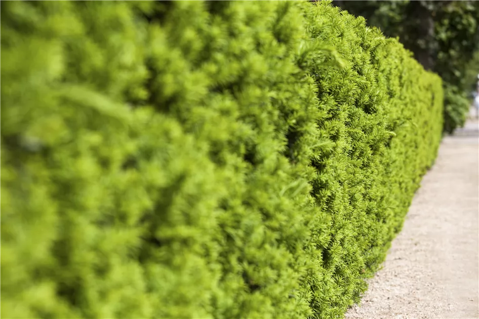 Taxus media 'Hicksii' - GartenBaumschule Wöhrle