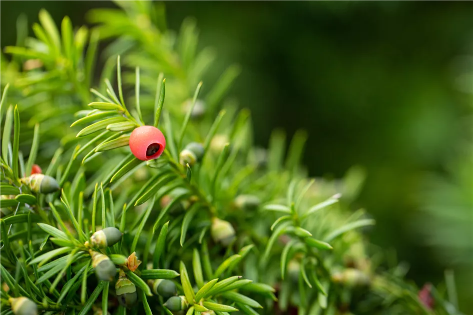 Taxus media 'Hicksii' - GartenBaumschule Whrle