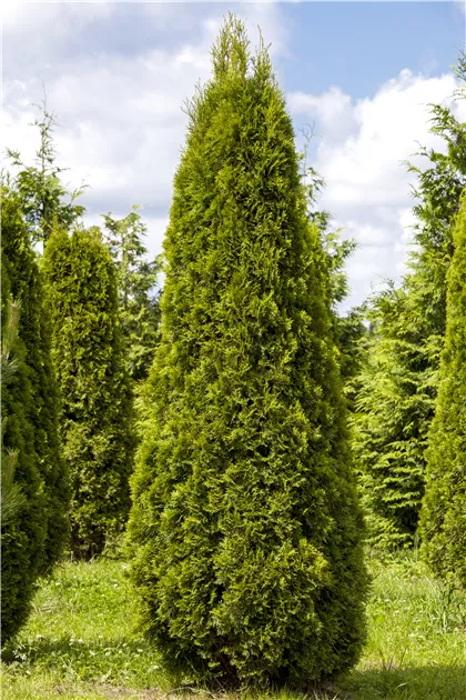 Thuja occidentalis 'Smaragd' - GartenBaumschule Whrle