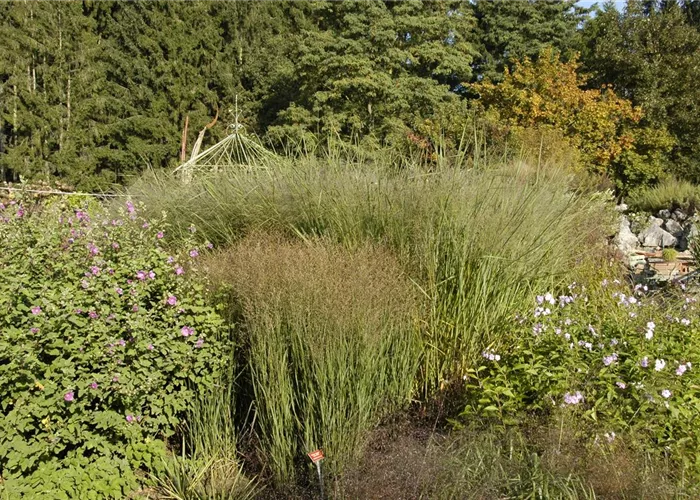 Panicum virgatum 'Cloud Nine'