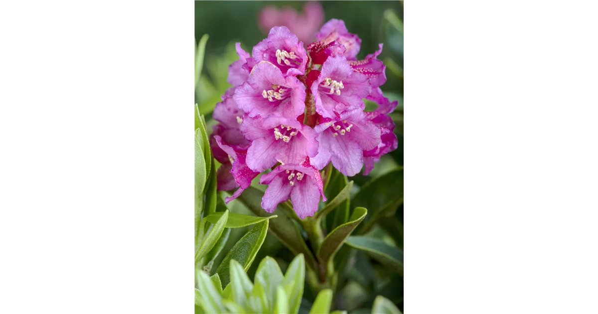 rhododendron gruppen Rhododendron (Catawbiense-Gruppe) 'Catawbiense Grandiflorum'