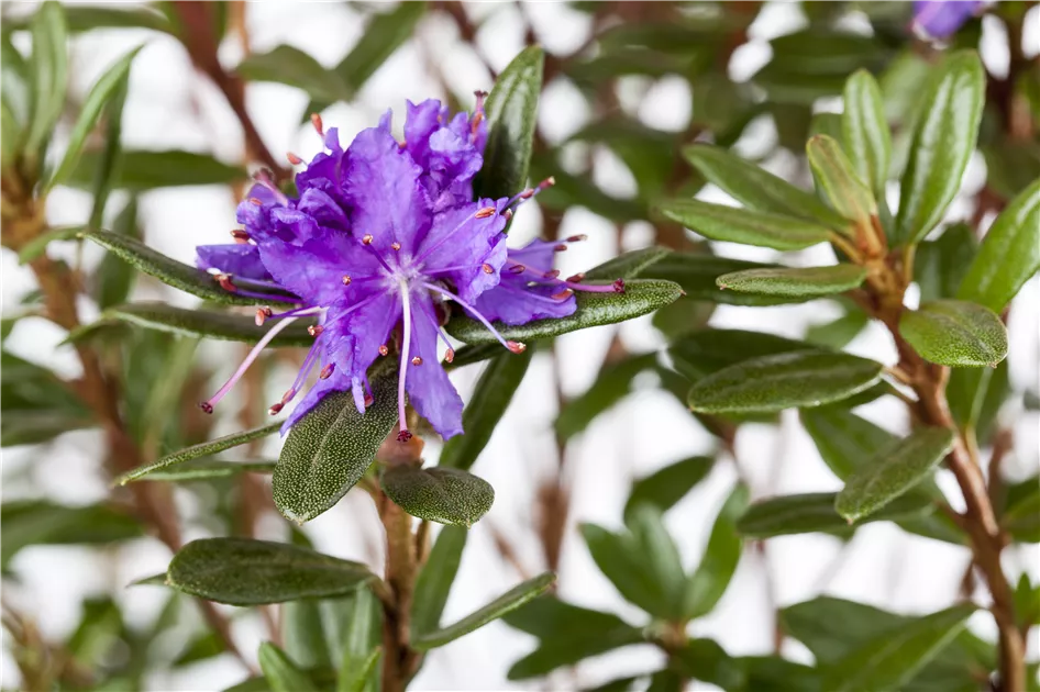 Rhododendron impeditum 'Azurika' - GartenBaumschule Whrle