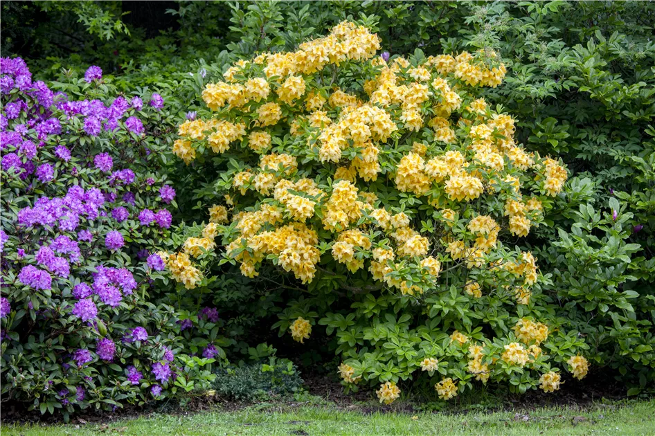 Rhododendron lut.'Goldpracht' - GartenBaumschule Whrle
