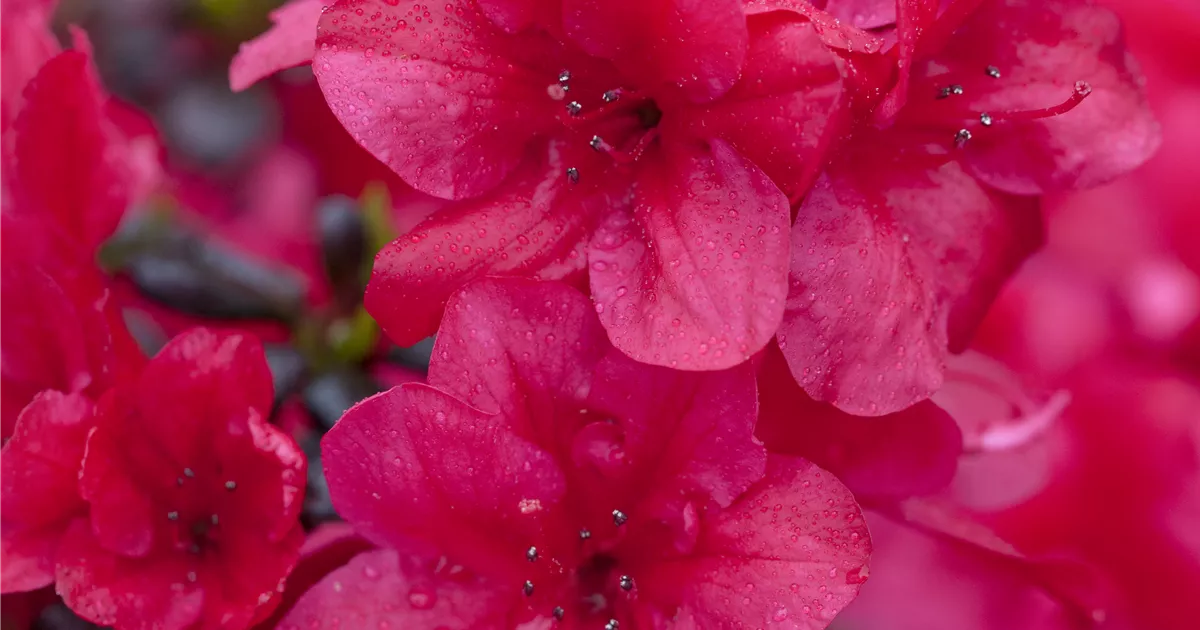 Rhododendron obt.'Diamant Rot' - GartenBaumschule Whrle