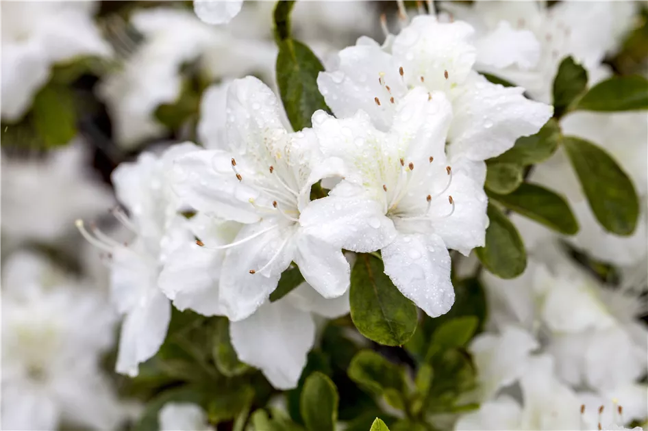 dünger für thuja pflanzen Koniferen Dünger von Flora Boost | 200L Ergiebigkeit main image 0