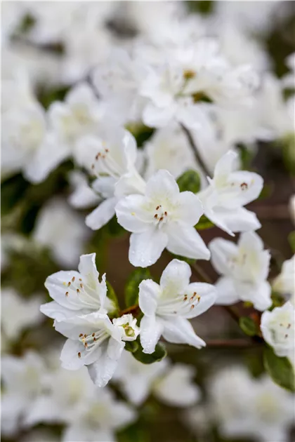 Rhododendron obt.'Diamant Wei' - GartenBaumschule Whrle