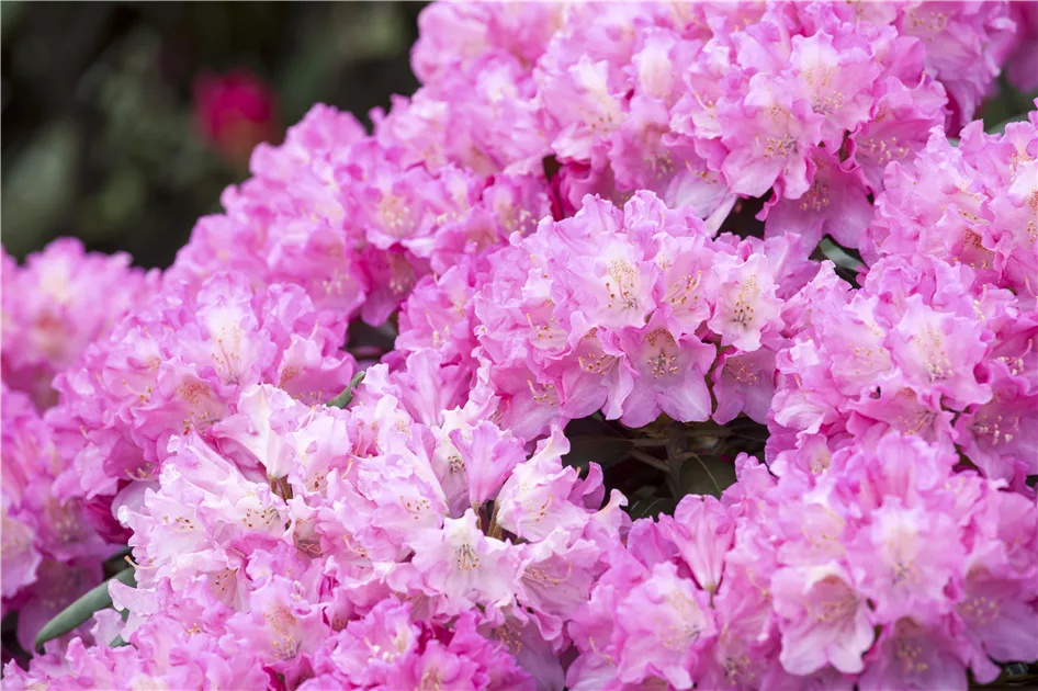 Rhododendron yak.'Kalinka' - GartenBaumschule Whrle