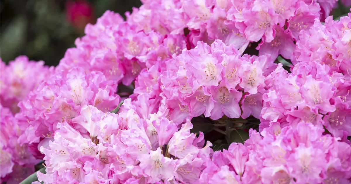 Rhododendron yak.'Kalinka' - GartenBaumschule Whrle