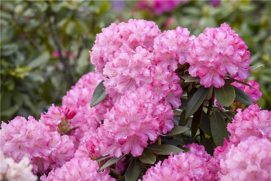 rhododendron rothenburg Rhododendron williams.'Rothenburg' I (Williams.-Rhododendron 'Rothenburg')  hier günstig kaufen – Mitteldeutsche-Baumschulen main image 0