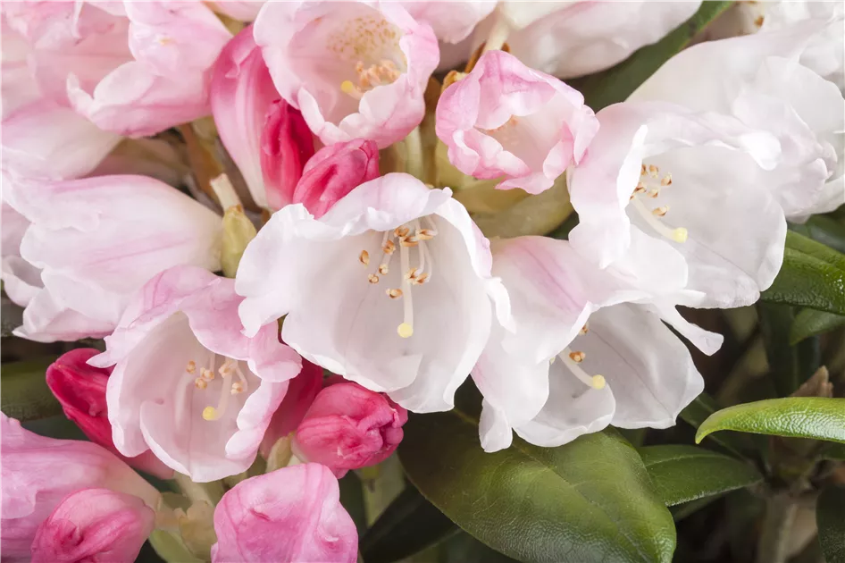 Rhododendron yak.'Koichiro Wada' - GartenBaumschule Wöhrle Rhododendron yak.'Koichiro Wada' - GartenBaumschule Wöhrle