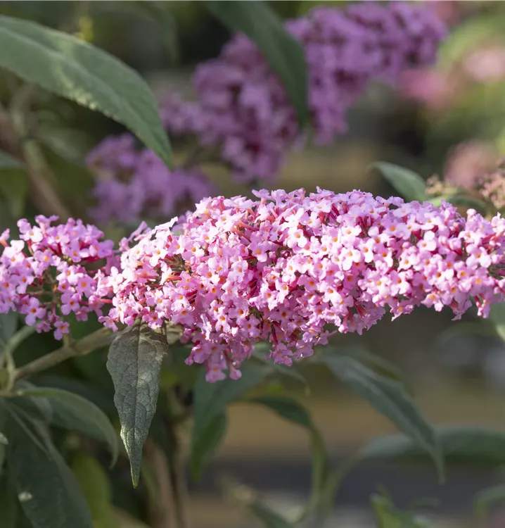 Sommerflieder 'Fascination'