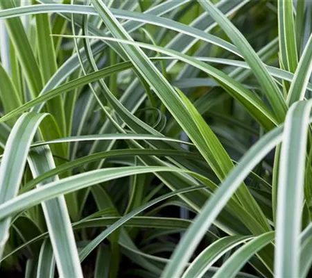 Carex – Weltenbummler und Anpassungskünstler