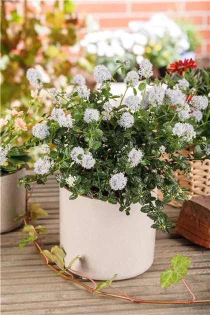 Ceanothus thyrsifl.repens, Kriechende Sckelblume - GartenBaumschule Whrle