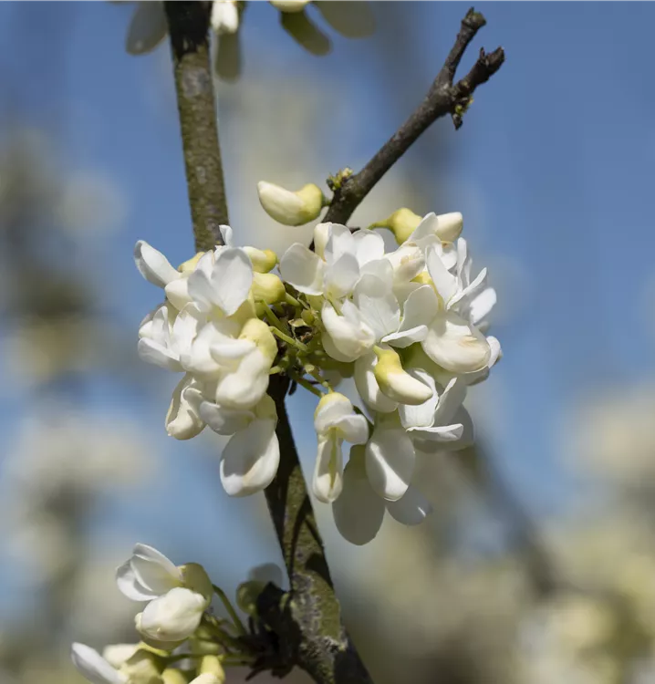 Judasbaum canadensis 'Texas White'