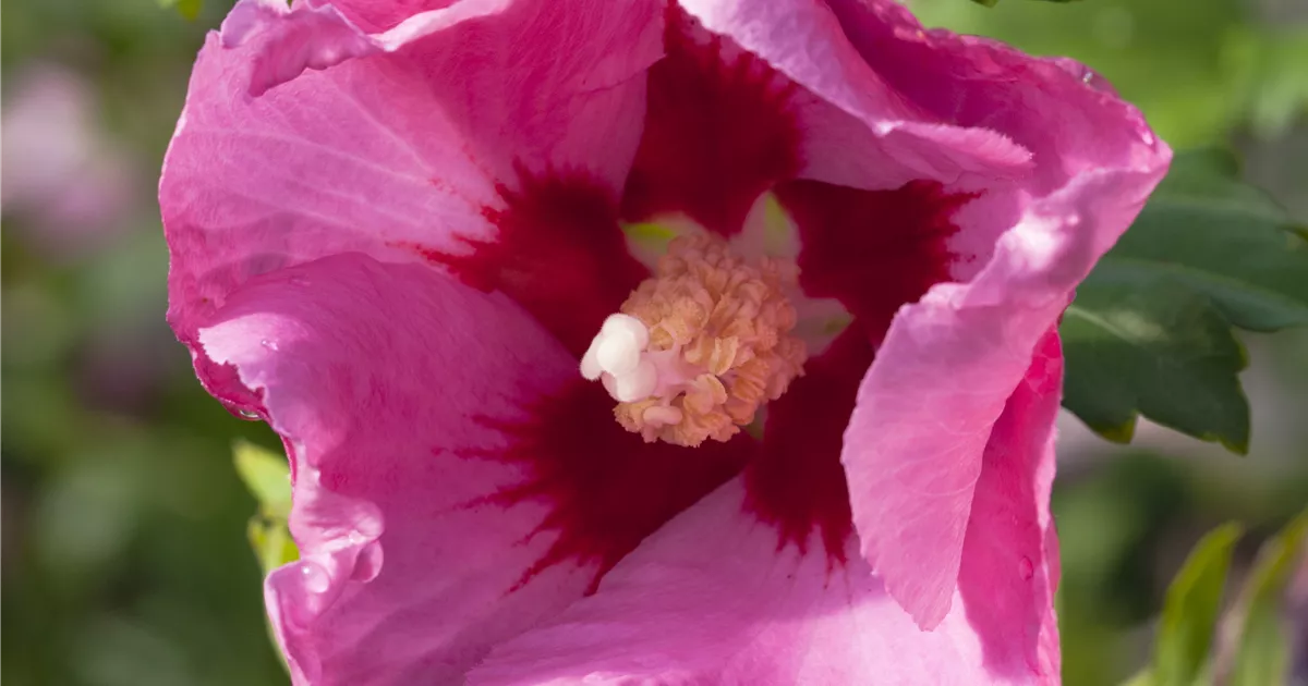Giant hibiscus hotsell