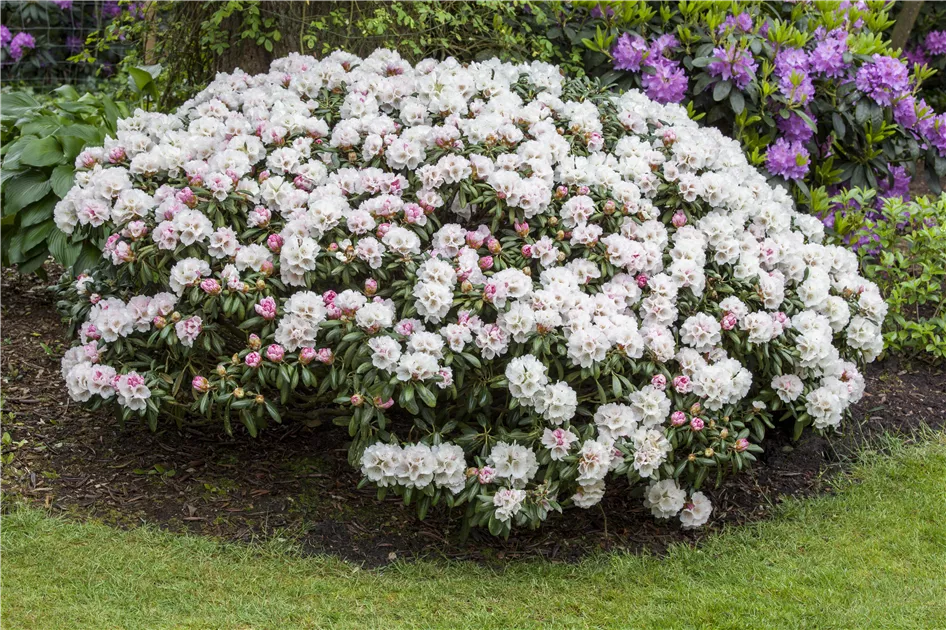 Rhododendron yak.'Koichiro Wada' - GartenBaumschule Wöhrle Rhododendron yak.'Koichiro Wada' - GartenBaumschule Wöhrle
