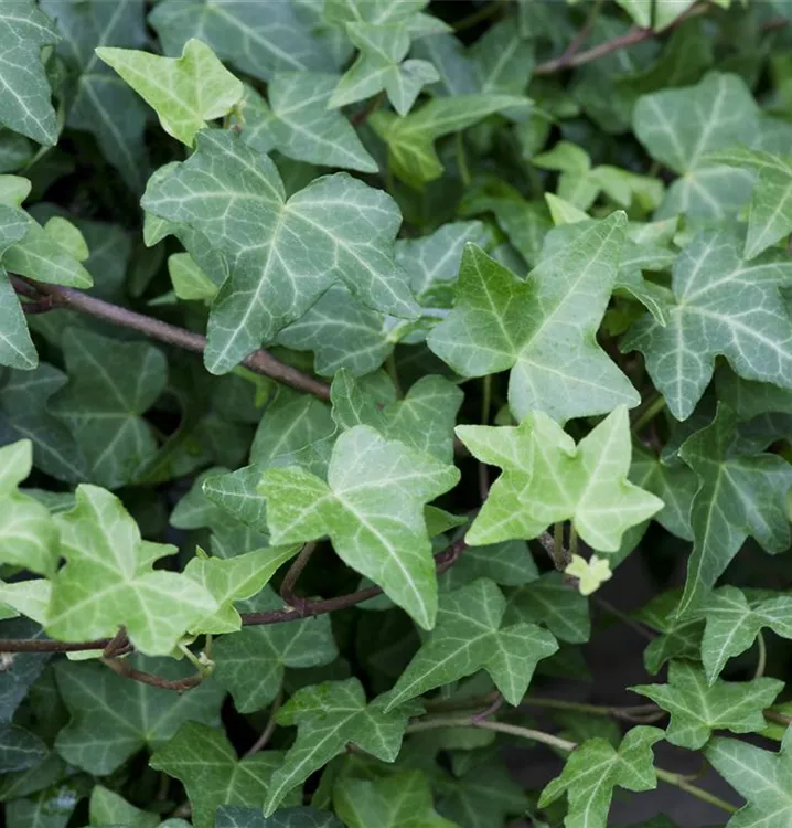Hedera helix 'Woerner'