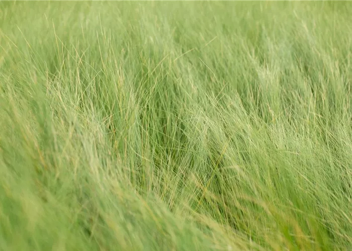 Stipa tenuifolia