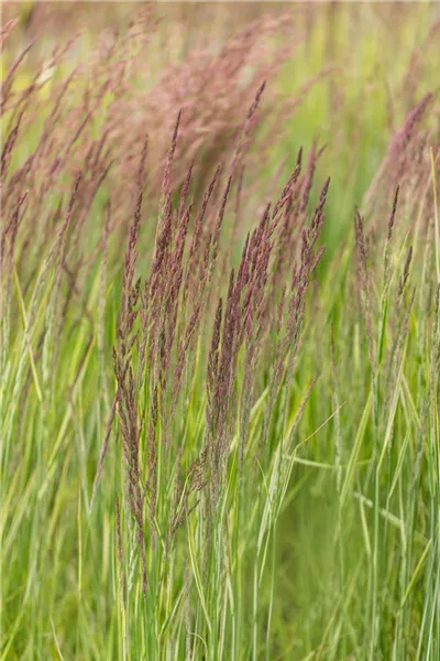 Calamagrostis x acutiflora 'Overdam'